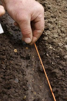 A wide array of veg can be grown from seed in spring and summer