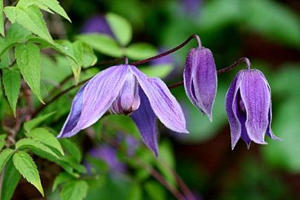 Clematis 'Helsingborg' can be pruned after flowering. Credit: RHS/John Trenholm.