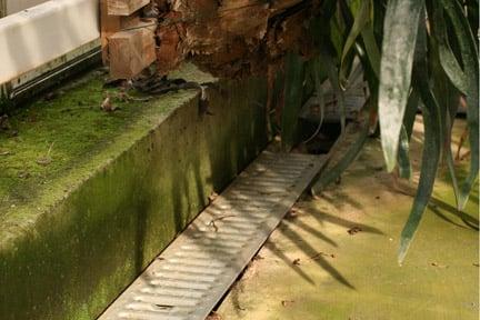 Algae and moss in a greenhouse. Credit: RHS Advisory