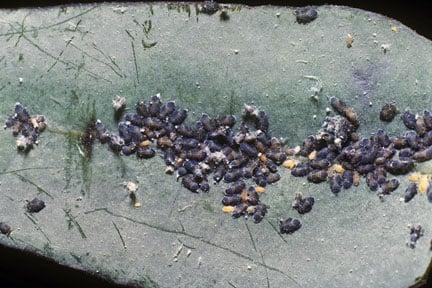 Eucalyptus sucker (<EM>Ctenarytaina eucalypti</EM>) on eucalyptus 