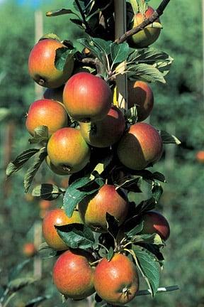 Heavy crops follow light crops when apples get into a pattern of biennial bearing. Image: RHS