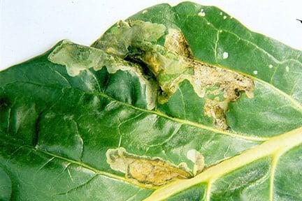 Beet leaf miner damage