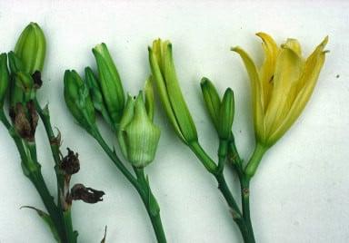 Galled buds on the centre and right flower stems, the left stem has normal buds.