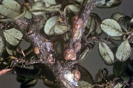 Brown scale on <i>Cotoneaster</i>. Credit: RHS/Science.