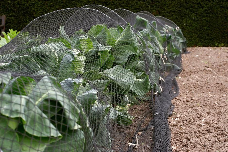 Spring cabbages protected from pigeons with netting