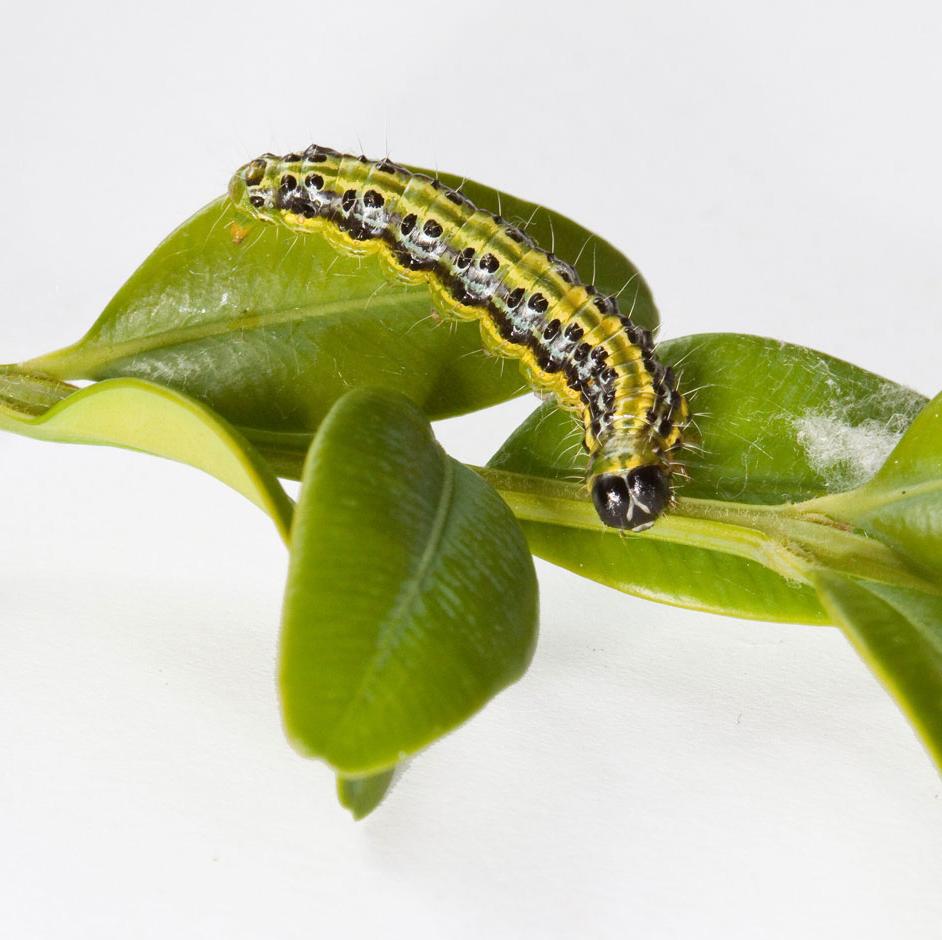 Box tree caterpillar (<i>Cydalima perspectalis</i>)