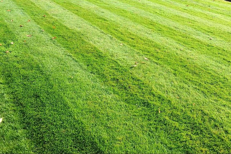 Make a beautiful new lawn by sowing seed in autumn or mid-spring