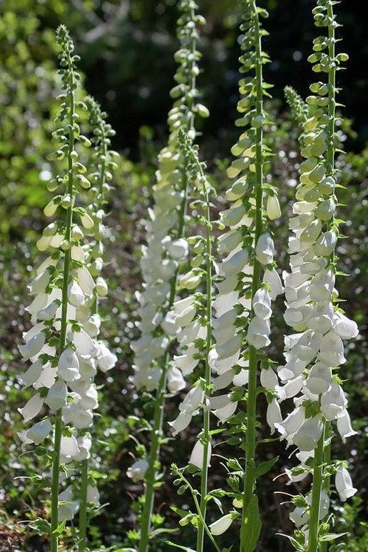 Digitalis purpurea f. albiflora