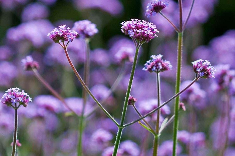 Verbena bonariensis