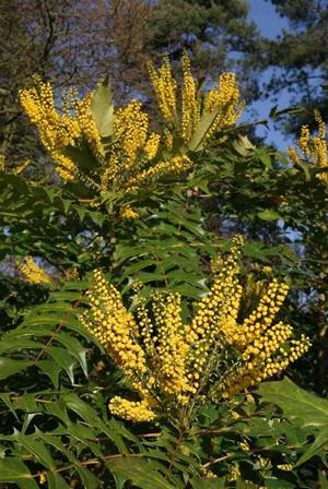 mahonia