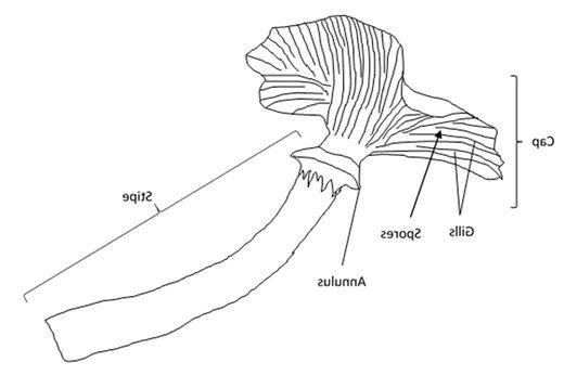 Honey fungus diagram (click to enlarge)