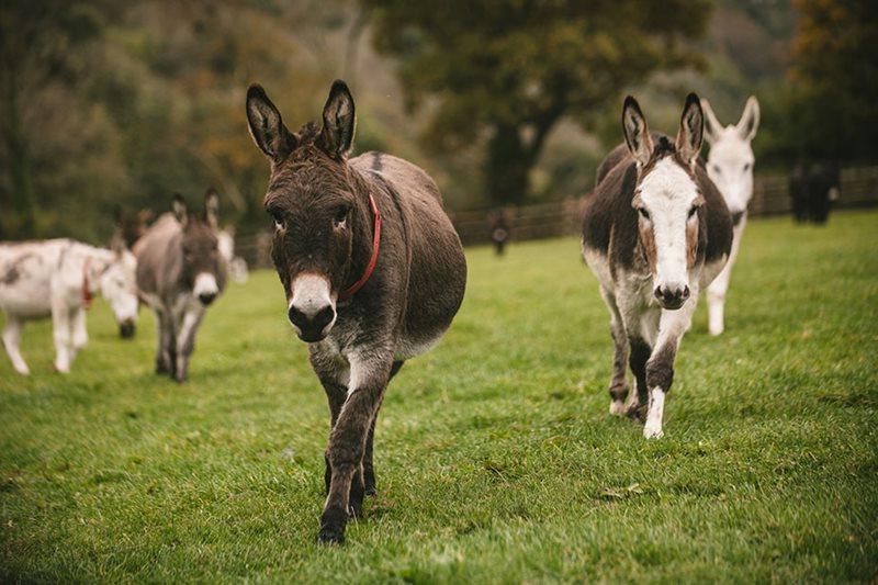 Donkeys at The Donkey Sanctuary by Matt Austin