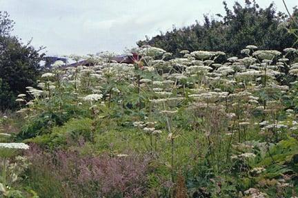 Giant hogweed