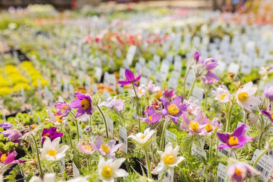 Flowers in the Garden Centre