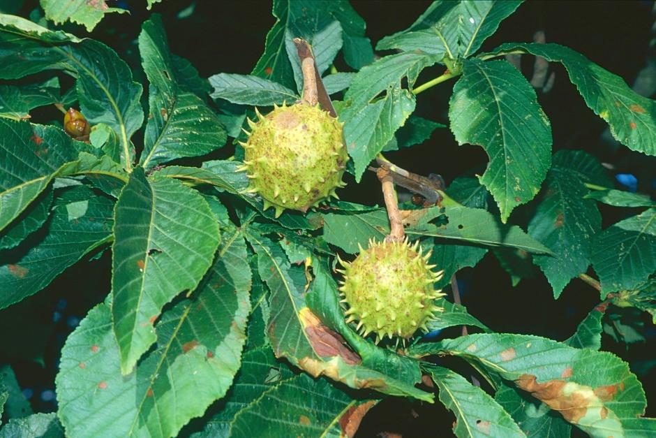 Don&#39;t confuse sweet chestnut with horse chestnutHorse chestnut conkers have short, spaced-out spines and rounded conkers inside, and leaves grow as a group of five to seven &lsquo;leaflets&rsquo;.