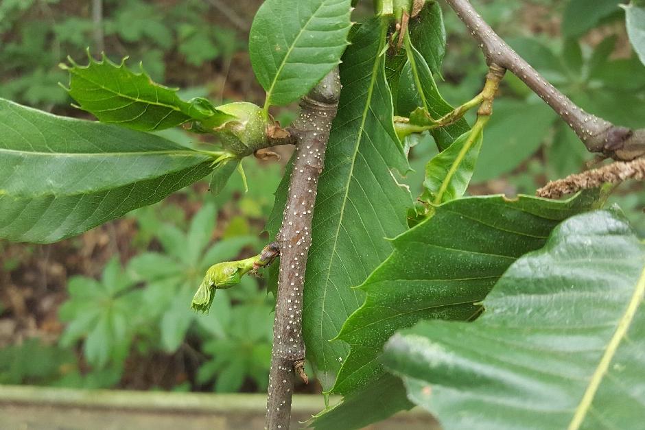 Stem symptomsOriental chestnut gall wasp causing galls at the leaf nodes of a sweet chestnut tree.