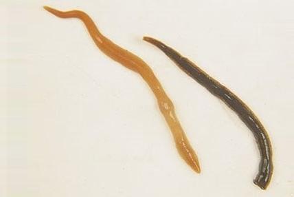 New Zealand and Australian flatworms