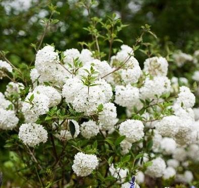 Many flowers thrive in a clay soil