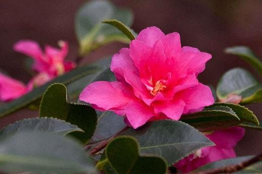 Camellia hiemalis 'Shishigashira'