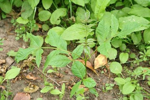 Ash tree seedling