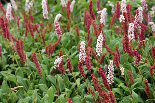 Persicaria affinis ‘Superba’