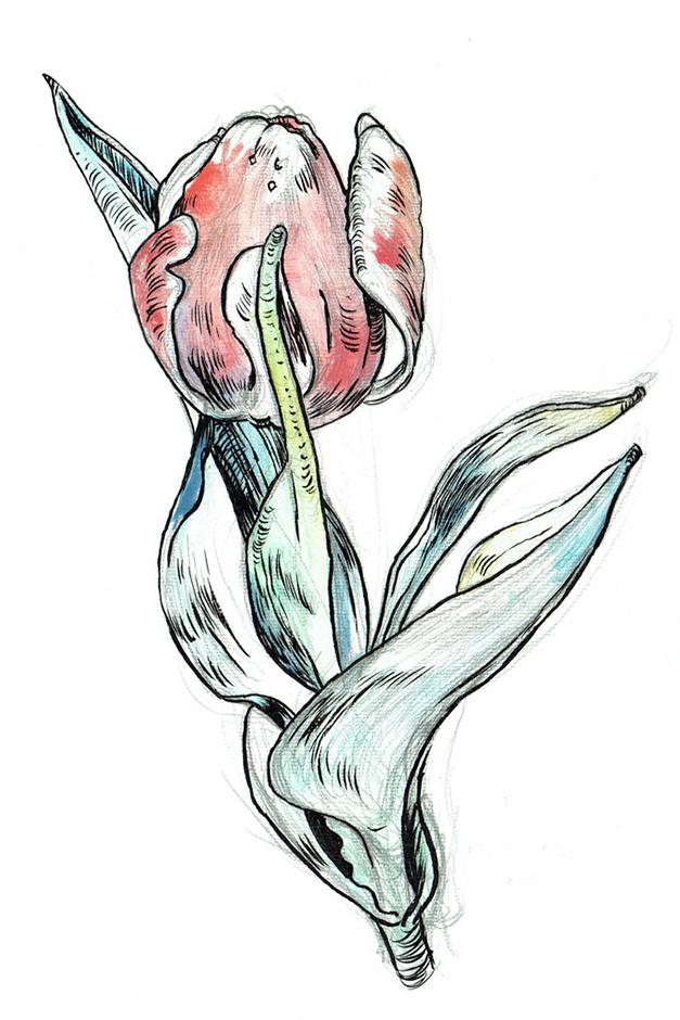 Tulipa agenesis artwork