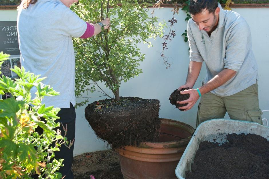 Gardeners in the process of repotting a Pittosporum – adding new compost to the bottom of the pot.