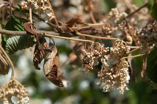 Honey fungus on Viburnum plicatum