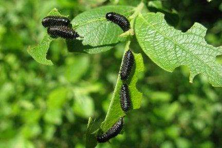 Willow leaf beetle larvae (<EM>Gonioctena viminalis</EM>)