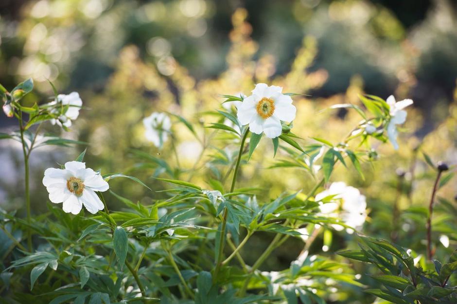 See the National Brain Appeal’s Rare Space Garden plant list  (472kB pdf)