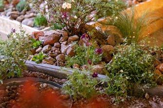 Planting on Punk Rockery