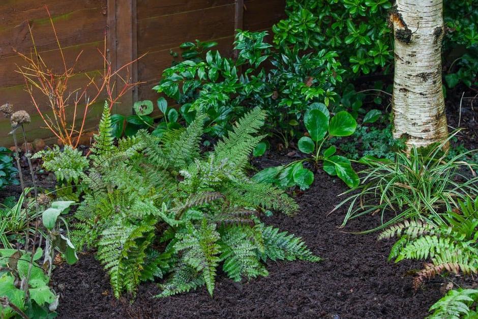 Mulching annually with a layer at least 5cm (2in) deep keeps soil, and the plants growing in it, healthy