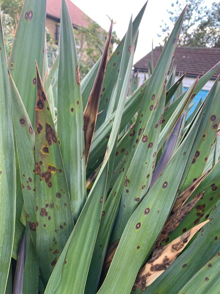 Yucca Leaf Spot (<em>Coniothyrium concentricum</em>)