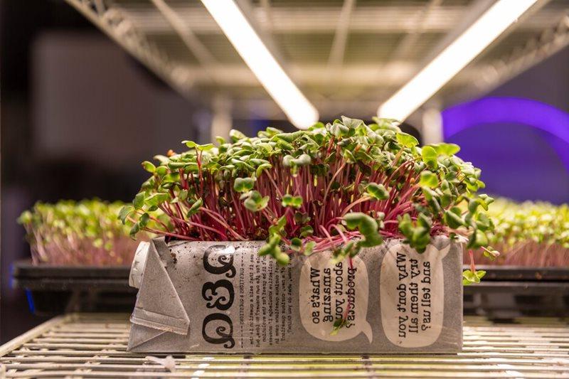 Microgreen Growtainer