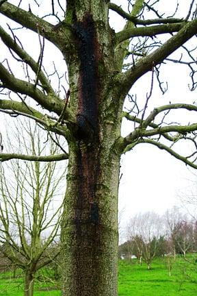 Horse chestnut bleeding canker