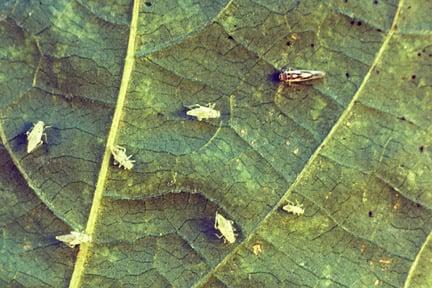 Glasshouse leafhopper (<i>Hauptidia maroccana</i>). Credit: RHS/Entomology.