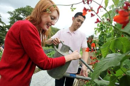 Vegetables: watering