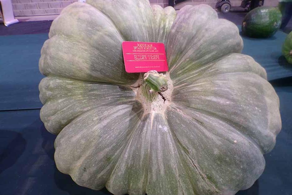 Giant Marrow