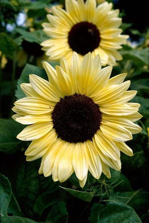 Sunflower 'Valentine'