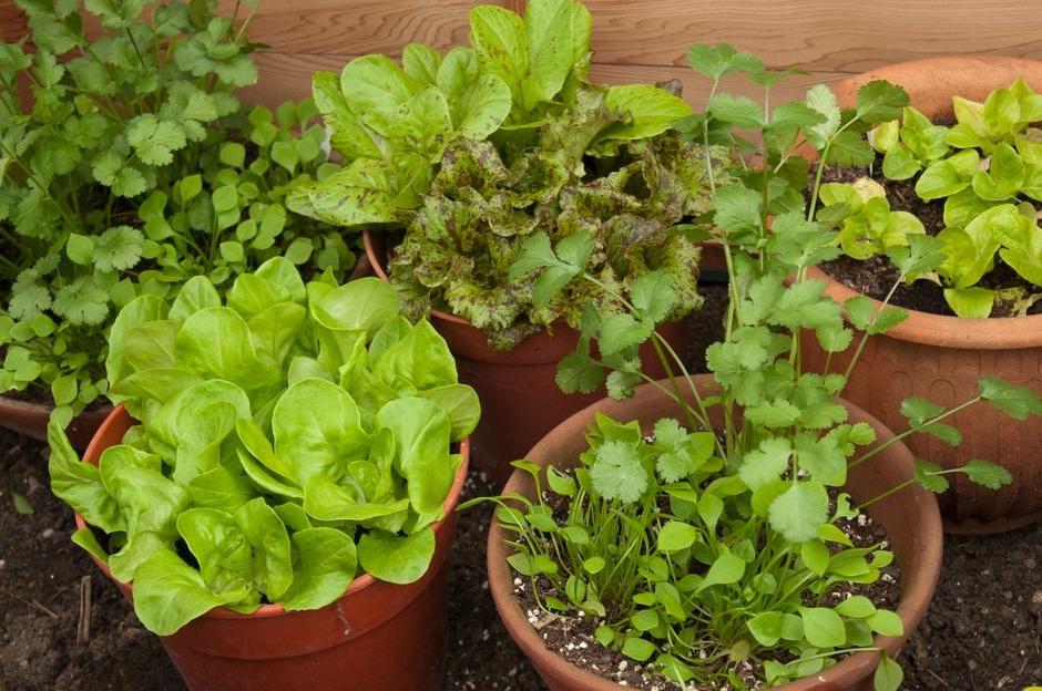 Salads in pots in the shade