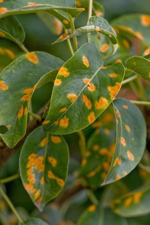 Rust on pear leaf