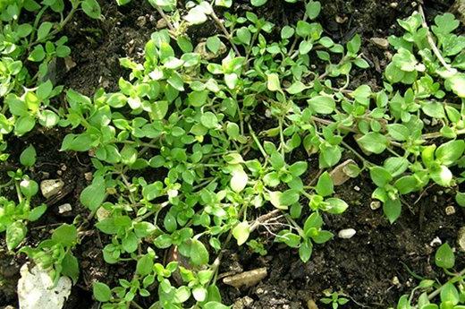 Chickweed