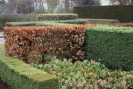 A selection of hedges. Credit: RHS/John Trenholm.