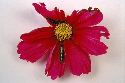 Earwigs and the damage causes to a cosmos flower. Credit: RHS/Entomology.