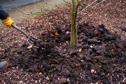 Feeding and mulching fruit trees