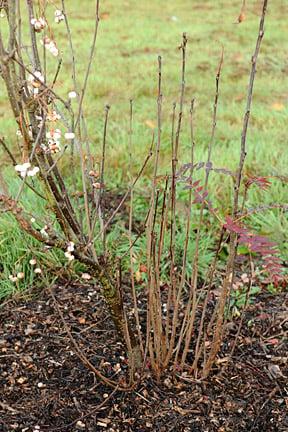 Suckers on sorbus