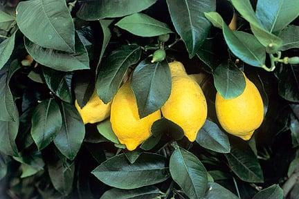 Lemons shown at Tatton Park Flower Show 2003