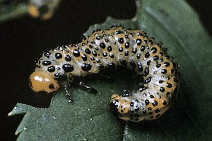 Larvae of large rose sawfly. Image: RHS, Horticultural Science