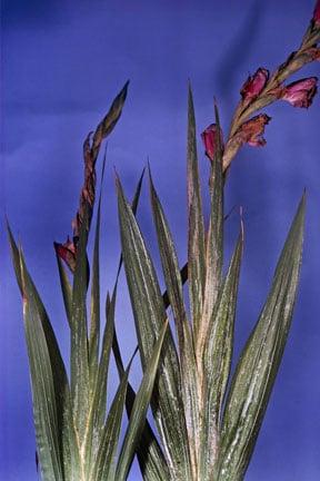 Gladiolus thrips (<i>Thrips simplex</i>) on gladiolus