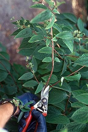 Pruning a summer-flowering shrub.